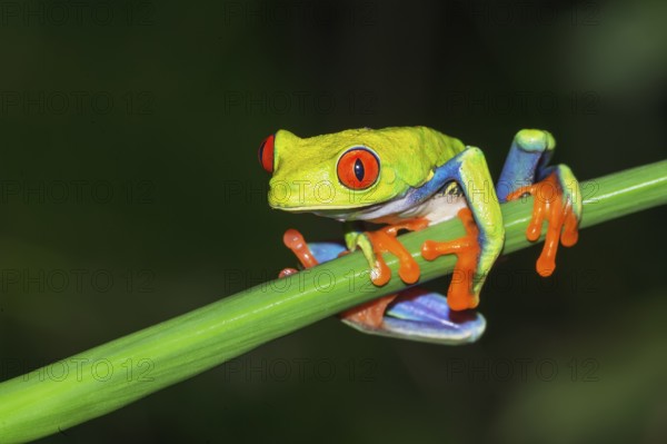 Red eyed tree frog (Agalychins callydrias) on green stem, Sarapiqui, Costa Rica