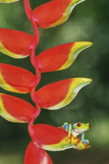 Red eyed tree frog (Agalychins callydrias) on Heliconia flower, Sarapiqui, Costa Rica