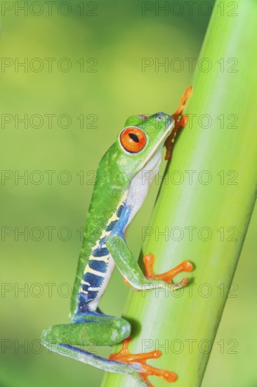 Red eyed tree frog (Agalychins callydrias) climbing green stem, Sarapiqui, Costa Rica