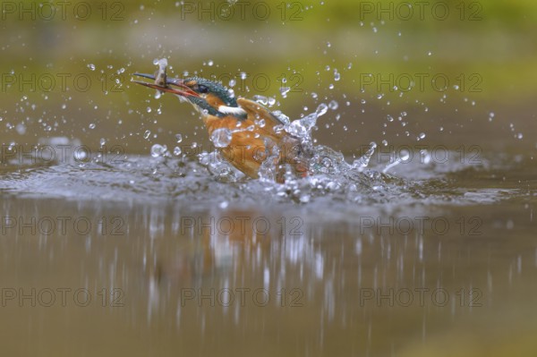 Kingfisher (Alcedo atthis), taking off from the water with a fish in its beak, Lechauen, Bavaria