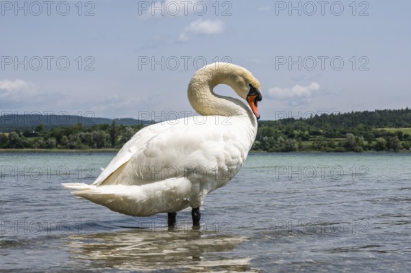 Ein Höckerschwan (Cygnus olor) am Bodenseeufer, Radolfzell am Bodensee, Landkreis Konstanz, Baden-Württemberg, Deutschland