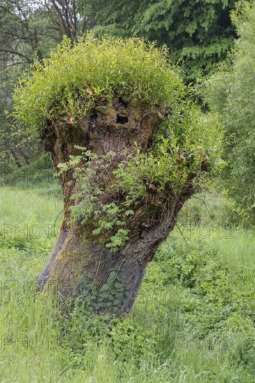 Freshly sprouting willow (Salix), Franconia, Bavaria, Germany