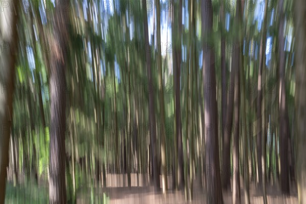 Pine forest (Pinus sylvestris), blurred, Franconia, Bavaria, Germany