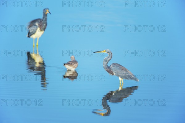 Tricolored herons (Egretta tricolor) looking for food, Sanibel Island, J.N. Ding Darling National Wildlife Refuge, Florida, USA