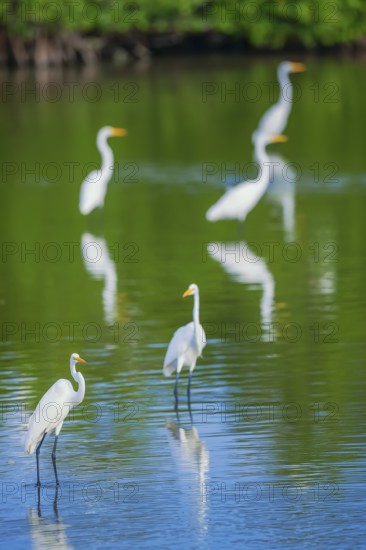 Great white egrets (Ardea alba) looking for food in a pond, Sanibel Island, J.N. Ding Darling National Wildlife Refuge, Florida, USA