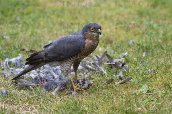 Sparrowhawk (Accipiter nisus), male plucks the bird he has just captured after a successful hunt in the meadow and crowns it extensively, Bielefeld, Germany