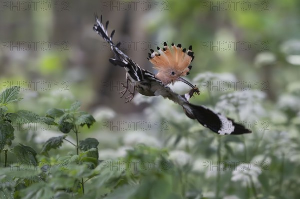 Hoopoe (Upupa epops) in flight with captured mole cricket, Upper Spreewald, Brandenburg, Germany
