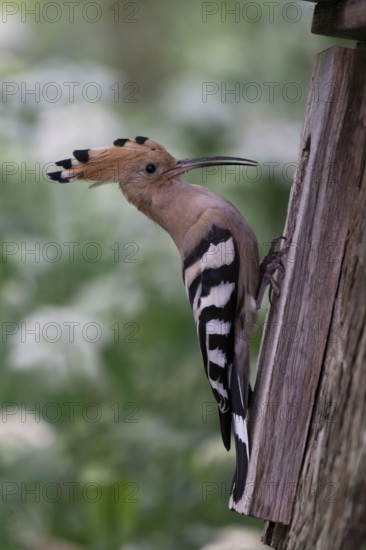 Hoopoe (Upupa epops) at the nesting box, Oberspreewald, Brandenburg, Germany