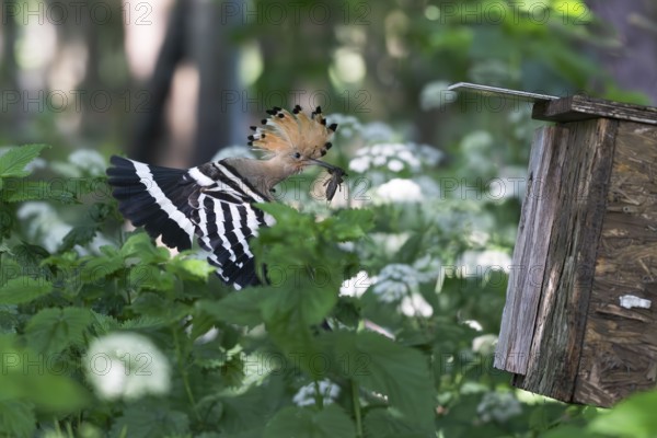 Hoopoe (Upupa epops) flies to the nesting box with captured mole cricket, Upper Spreewald, Brandenburg, Germany