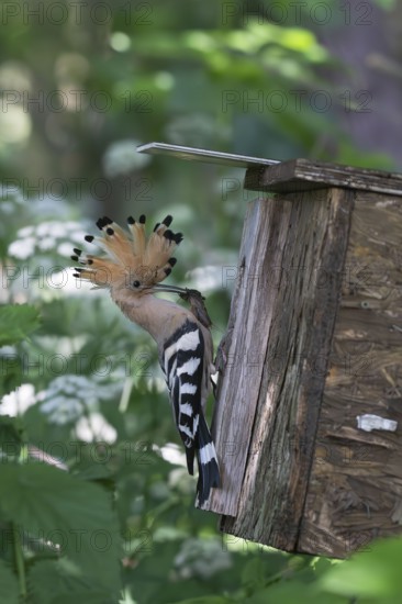 Hoopoe (Upupa epops) with captured mole cricket at the nesting box, Upper Spreewald, Brandenburg, Germany