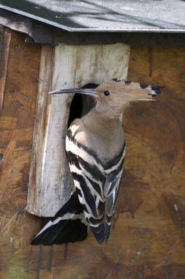 Hoopoe (Upupa epops) looking round the nesting box, breeding site, Upper Spreewald, Brandenburg, Germany