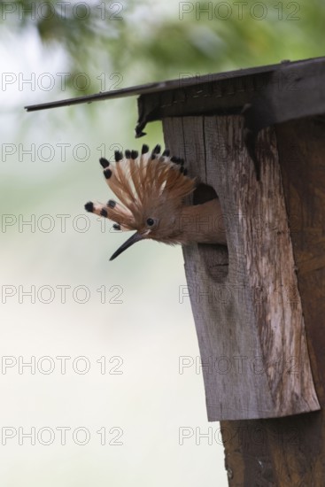 Hoopoe (Upupa epops) young bird looking out of the nesting box, Oberspreewald, Brandenburg, Germany