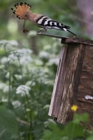 Hoopoe (Upupa epops) with food for the young birds on the nesting box with mole cricket as prey, Upper Spreewald, Brandenburg, Germany