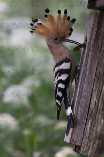 Hoopoe (Upupa epops) with food for the young birds at the nesting box with mole cricket as prey, Upper Spreewald, Brandenburg, Germany