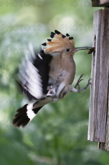 Hoopoe (Upupa epops) flies to the nesting box with food for the young birds, with mole cricket as prey, Upper Spreewald, Brandenburg, Germany