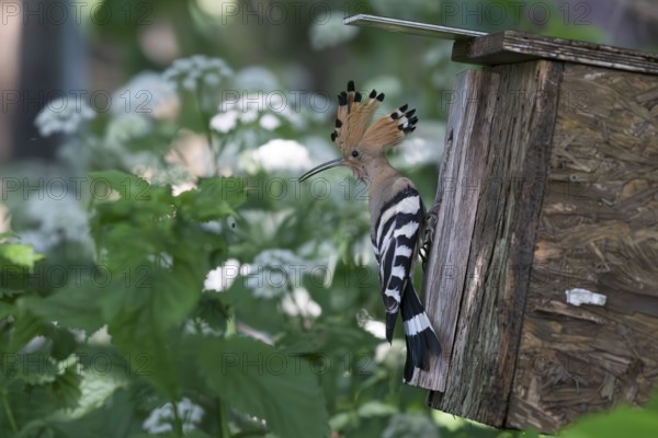 Hoopoe (Upupa epops) looking round the nesting box, breeding site, Upper Spreewald, Brandenburg, Germany