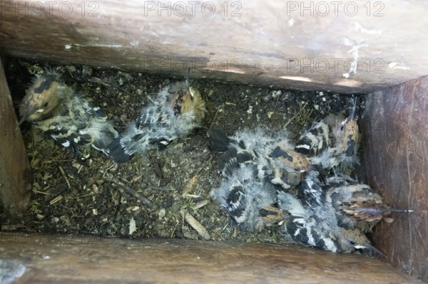Hoopoe (Upupa epops) nesting box with seven young birds, Upper Spreewald, Brandenburg, Germany