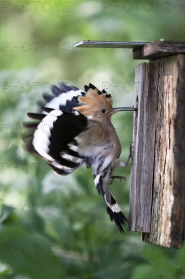 Hoopoe (Upupa epops) flies to the nesting box with food for the young birds, Upper Spreewald, Brandenburg, Germany