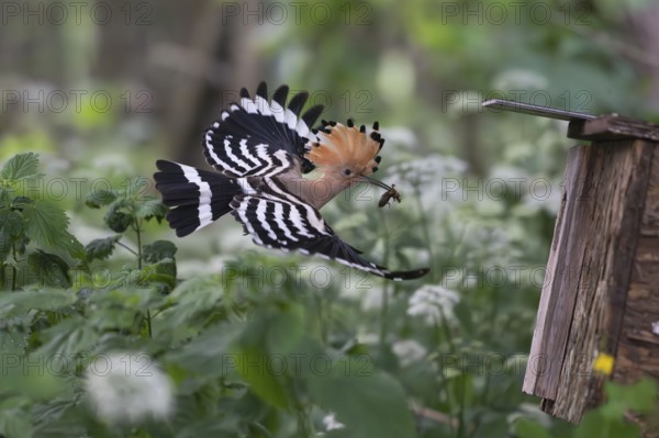 Hoopoe (Upupa epops) flies with food for the young birds to the nesting box with mole cricket as prey, Upper Spreewald, Brandenburg, Germany
