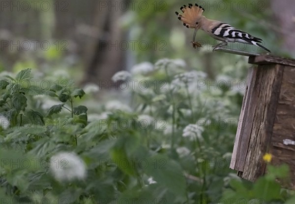 Hoopoe (Upupa epops) with mole cricket on the roof of the nesting box, Upper Spreewald, Brandenburg, Germany