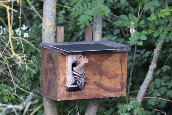 Hoopoe (Upupa epops) about to hatch in the nesting box, Oberspreewald, Brandenburg, Germany
