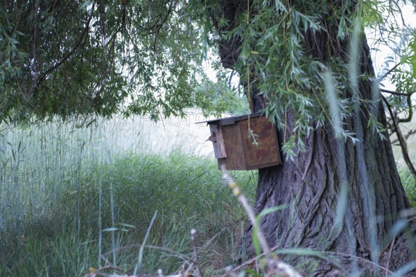Hoopoe (Upupa epops) young bird looking out of the nesting box on the trunk of the weeping willow at a height of 1 metre, Upper Spreewald, Brandenburg, Germany