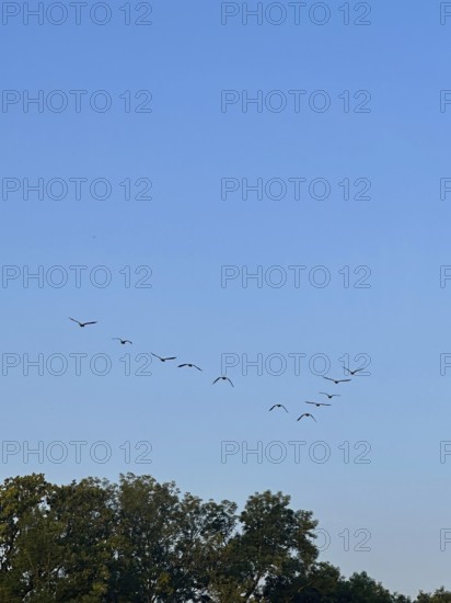 Gulls flying in formation