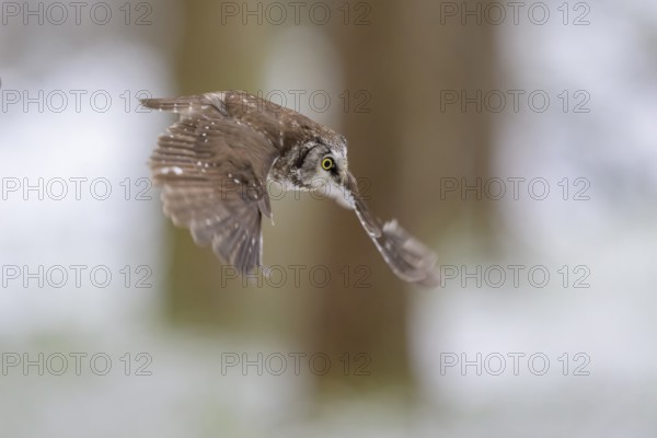 Great horned owl (Aegolius funereus), in flight in a snowy landscape, biosphere reserve, Swabian Alb, Baden-Württemberg, Germany