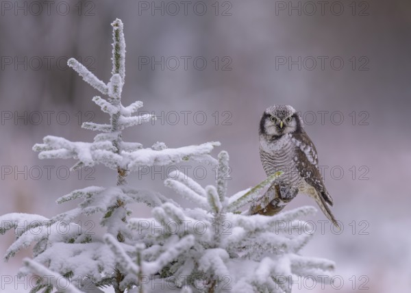 Barred owl (Surnia ulula), sitting on a spruce covered with hoarfrost, winter visitor, biosphere reserve, Swabian Alb, Baden-Württemberg, Germany