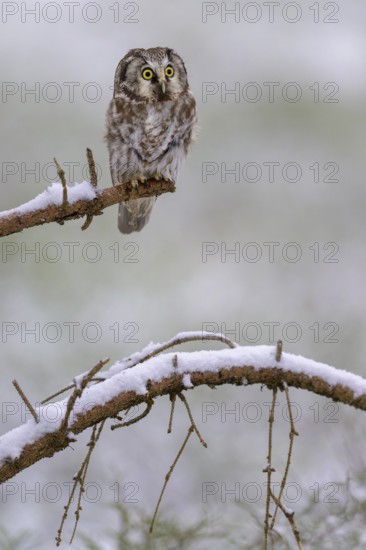 Great horned owl (Aegolius funereus), sitting on a snow-covered spruce branch, biosphere reserve, Swabian Alb, Baden-Württemberg, Germany
