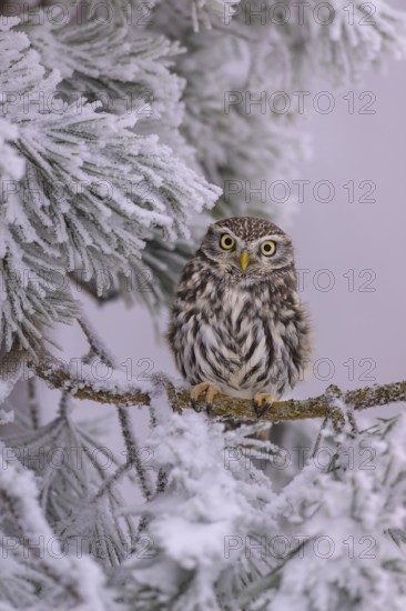 Little owl (Athene noctua), sitting on a pine tree covered with hoarfrost, biosphere reserve, Swabian Alb, Baden-Württemberg, Germany
