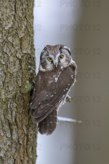 Great horned owl (Aegolius funereus), sitting close to a spruce trunk in winter, biosphere reserve, Swabian Alb, Baden-Württemberg, Germany