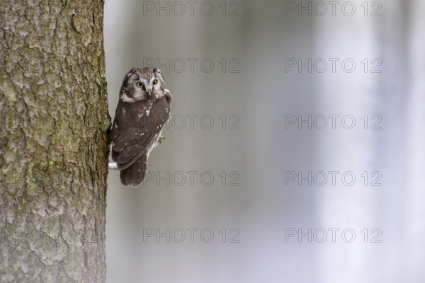 Great horned owl (Aegolius funereus), sitting close to a spruce trunk in a winter landscape, biosphere reserve, Swabian Alb, Baden-Württemberg, Germany