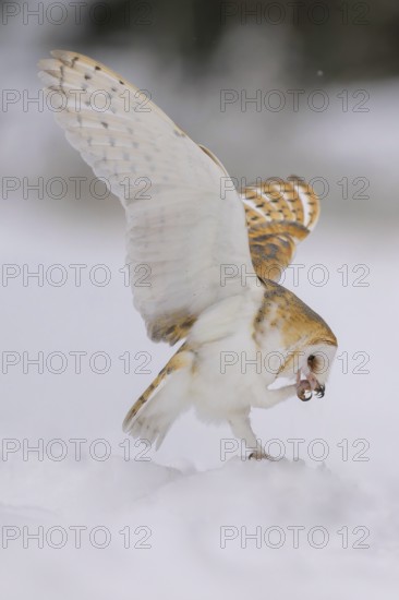 Barn owl (Tyto alba), sitting on a snow hill, flapping its wings and cleaning its talons, in a winter landscape, biosphere reserve, Swabian Alb, Baden-Württemberg, Germany