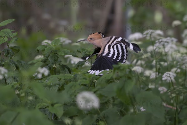 Hoopoe (Upupa epops) approaching the breeding site, Oberspreewald, Brandenburg, Germany