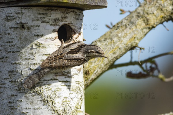Eurasian wryneck (Jynx torquilla) Germany
