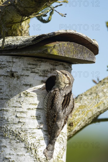 Eurasian wryneck (Jynx torquilla) Germany