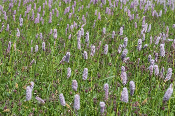 Snake knotweed (Bistorta officinalis) on a spring meadow, Bavaria, Germany
