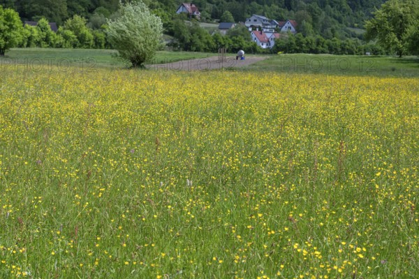 Spring meadow with buttercups (Ranunculus) in Franconian Switzerland, Egloffstein, Upper Franconia, Bavaria, Germany