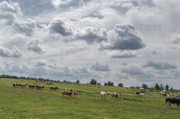 Free-range dairy cows on an organic farm, Bavaria, Germany