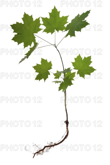 Young tree of a maple (Acer) on a white background, Bavaria, Germany