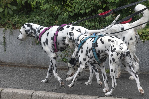Dogs, three Dalmatians (Canis lupus familiaris) on a lead, Bavaria, Germany