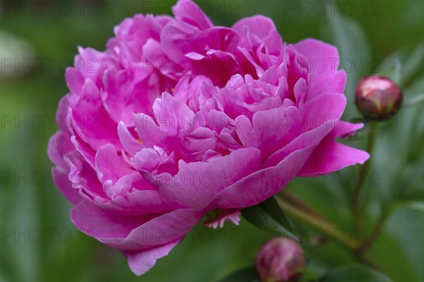 Blooming parrot tulips (Paeonia) in the garden, Bavaria, Germany