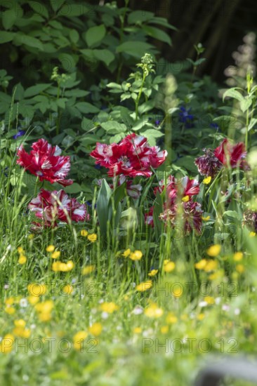Flowering parrot tulips (Tulipa ×gesneriana Parrot Group) in the garden, Bavaria, Germany