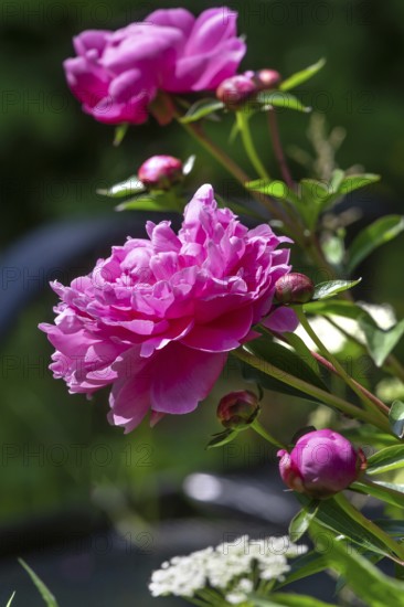 Red peony blossoms (Paeonia), Bavaria, Germany