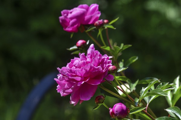 Red peony blossoms (Paeonia), Bavaria, Germany