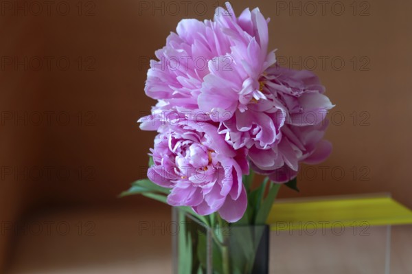 Peony blossoms (Paeonia), Bavaria, Germany