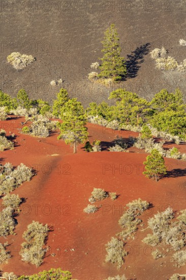 Sunset Crater Volcano National Monument, Flagstaff, Arizona, USA