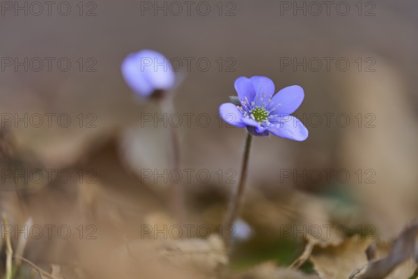 Liverwort (Hepatica nobilis), in focus, surrounded by blurred foliage on the ground, Sodenberg, Hammelburg, Rhön, Bavaria, Germany