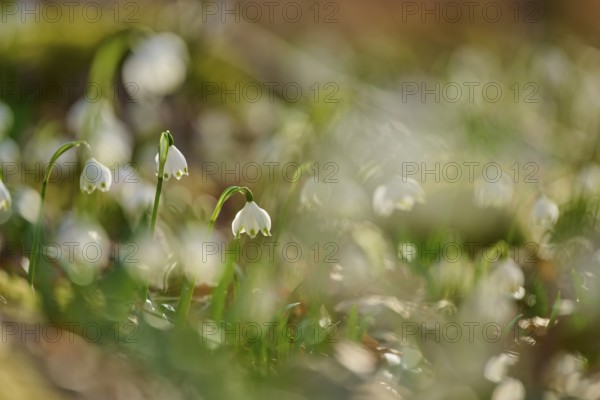 Blurred close-up of spring knotweed or marchflower (Leucojum vernum), with soft colours, Sodenberg, Hammelburg, Rhön, Bavaria, Germany
